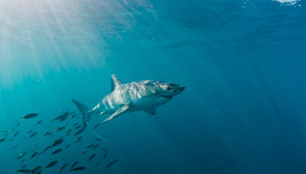 Safari de um dia inteiro: Os cinco grandes do oceano - Foto 2