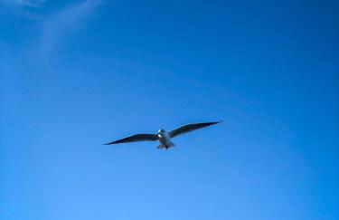 Fjordstuga - Foto 33