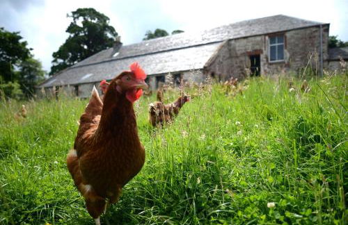 Old Leckie Farmstay - Foto 38