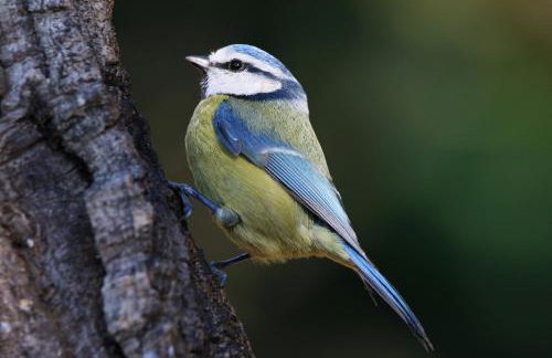 Nature Space Jabugo - Foto 23