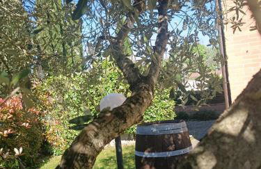 L'Olivo nel Chianti - Photo 21