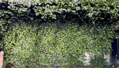 Miniappartamento Il Gelsomino - Foto 4