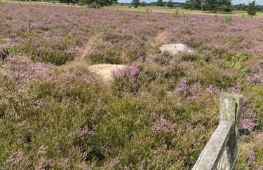 Holiday in der Lüneburger Heide - Foto 22