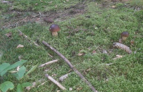 Komfortowy dom wakacyjny dla kilku rodzin - Foto 33