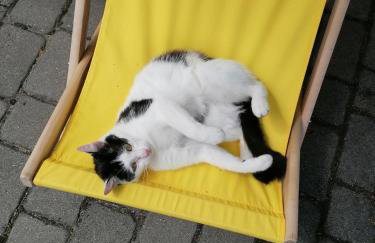 DOMKI w Zaciszu - Foto 37