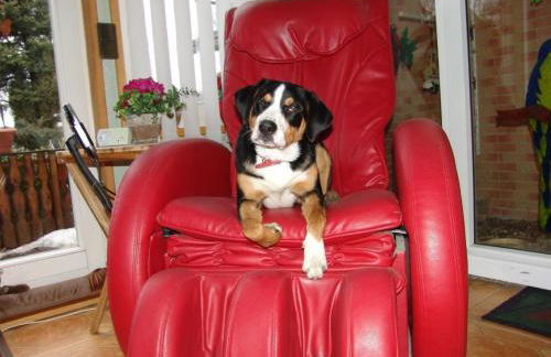 Apartment Paradies by Interhome - Foto 18