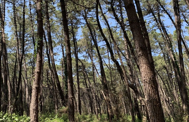 Casa delle Palme - Foto 33