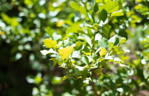 Villa Stella, with garden, five minutes from the beach - Foto 61