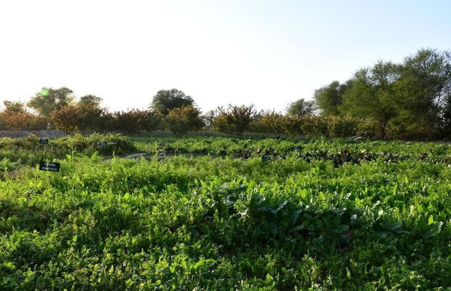 Bagh Serai - Foto 35