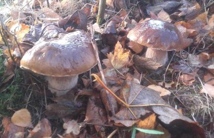 Pojezierze Drawskie Agroturystyka Greanna - Foto 62