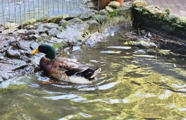 100mts beach Ribeirão da Ilha c Espaço Gourmet - Foto 5