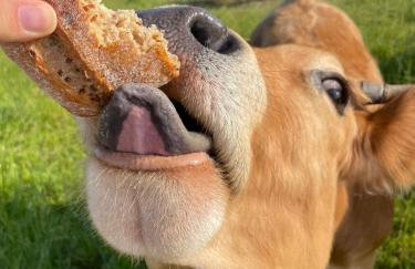 Pastelova Krova - domki w Bieszczadach - Foto 37