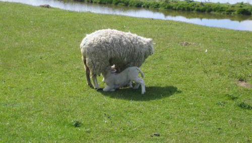 Haus Halligblick - Foto 5