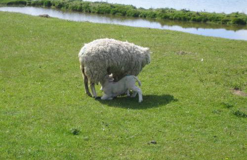 Haus Halligblick - Foto 5