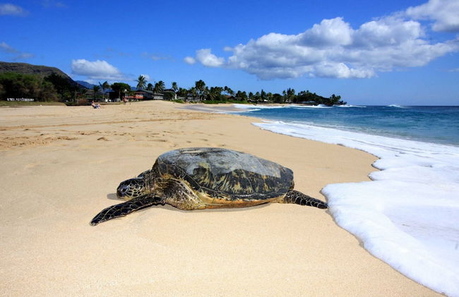 Aloha Breeze by Avantstay Ocean View, Near Beach - Foto 46