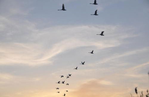 Fischerhus37 FeWo Kranichwiese - Foto 17