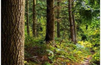 Gorgeous countryside cabin - Foto 19