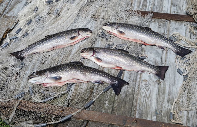 Wohnung in Lindau Nahe Schonsee Wald - Foto 36