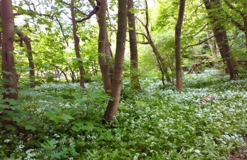 Bramble Bank - Foto 34