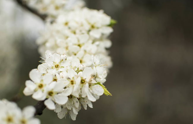 Freshwater Creek Cottages and Farm Stay - Foto 62