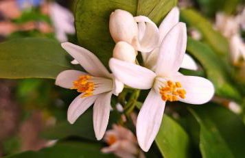 Casa das Laranjeiras - Foto 38