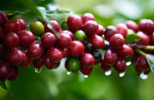 Casa do Lago Caparaó - Foto 79