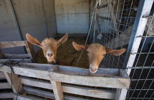 Bungalows-Cortijo Da Luigi-4 adultos-2 Dormitorios-Piscina-Ideal familias-Cártama-Málaga - Foto 40