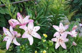 Sophienquelle Schweizermühle - Foto 15