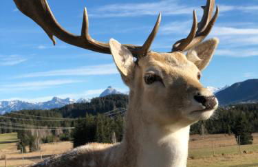 VitAllgäu-Neues Studio mit Königscard - Foto 36