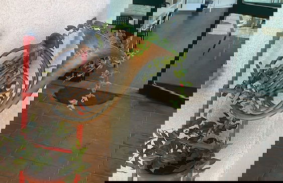 Bouganville Home Mondello - Foto 1