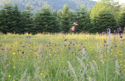 Dom Malowany domki - Foto 38