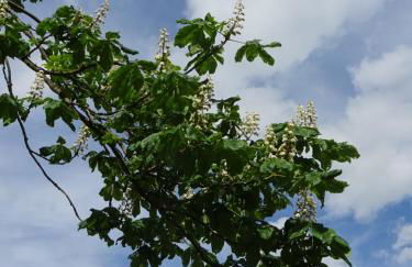 Deine-Eifel-Ferienwohnung - Foto 43