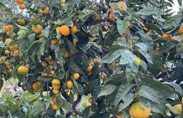 Villa Brachia - Photo 42