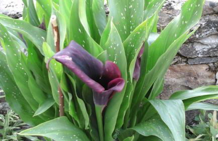 Casa de Aldea El Torrexon - Foto 60