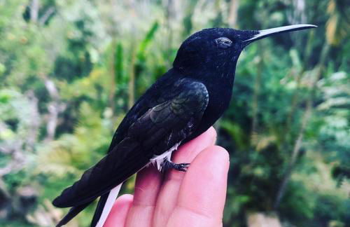 Refúgio Mata Atlântica, Riacho, Piscina, Natureza - Foto 41