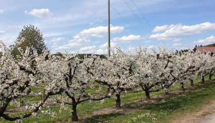 Traumferienwohnung Meckenbeuren - Foto 3, Garden view