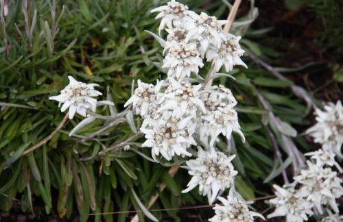 Residence Vajolet San Cassiano - Photo 58