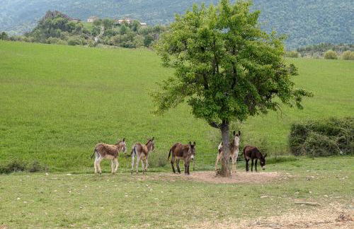 La Borda de Pastores - Foto 17