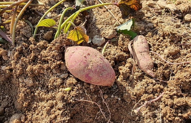 Anmyeondo In You Pension - Foto 64