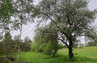 Zielony domek nad Marychą w Budwieć - Foto 42