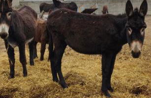 Turismo e Alojamento dos Lagos do Sabor - Piscina & SPA - Foto 43