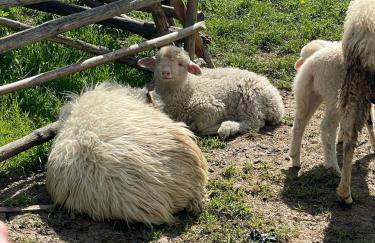 Apartament Franio - Photo 46