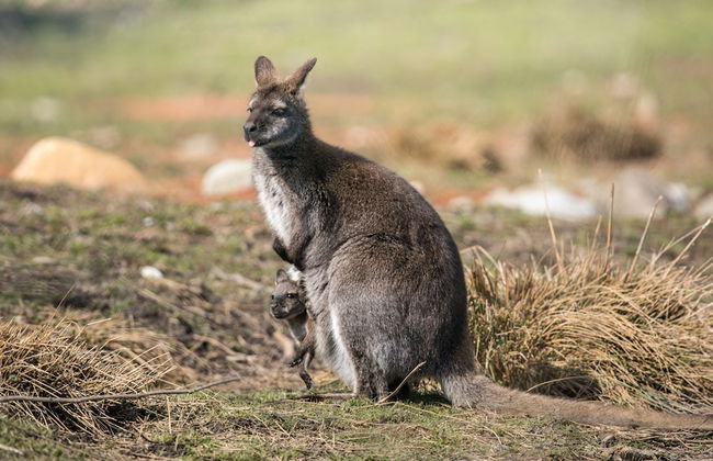 Steigmatt Bauernhof - Erlebnis - Foto 49