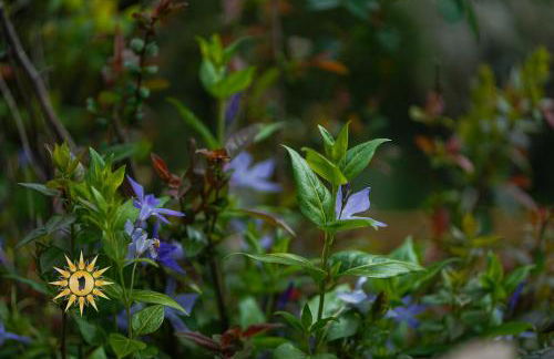 Soul River - Rifugio Zen sul Ruscello - Foto 22