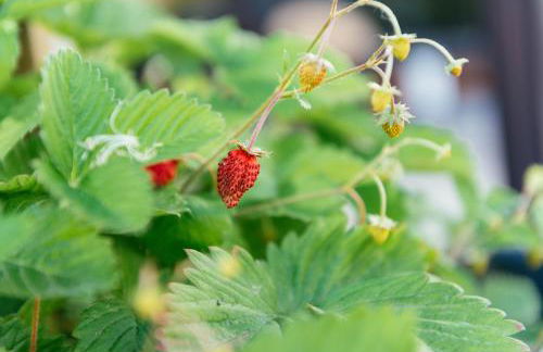 Luxury Penthouse with Sea View - City Center - Foto 13