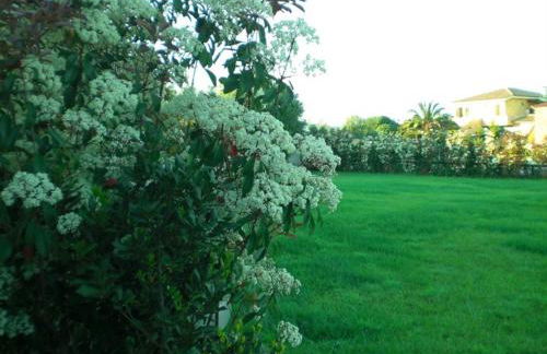 Villa Raffaello - Photo 33