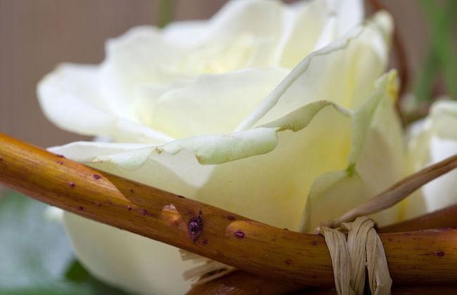 Serotel Suites - Photo 29