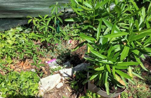 Maison de charme à Vachères avec jardin et vue montagne - Foto 26