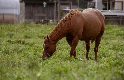 Residence Fontanazzo - Foto 28