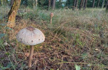 EL PINO - domek w lesie - Foto 11